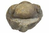 Wide, Enrolled Morocops Trilobite - Morocco #224112-3